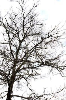 dried branches on a big tree with blue sky background