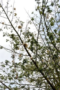 cottonwood tree