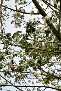 cottonwood tree