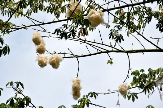 cottonwood tree