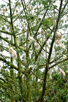 cottonwood tree