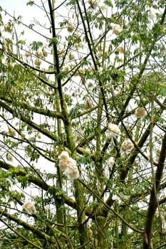 cottonwood tree