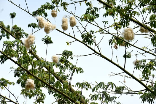 cottonwood tree