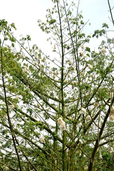 cottonwood tree