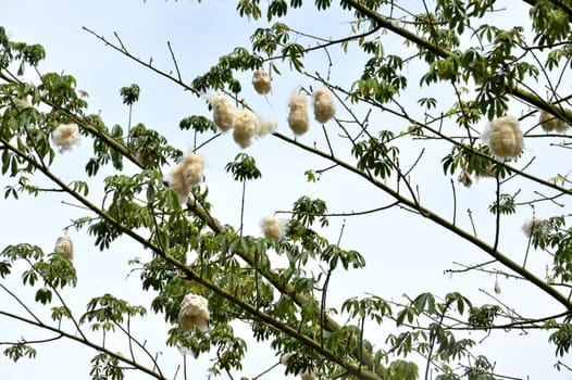 cottonwood tree