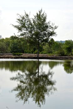 the house by the pond