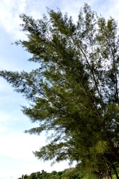 spruce with blue sky background