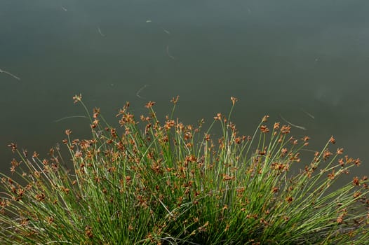 Weed grass on the edge of the pond