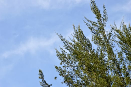 spruce with blue sky background