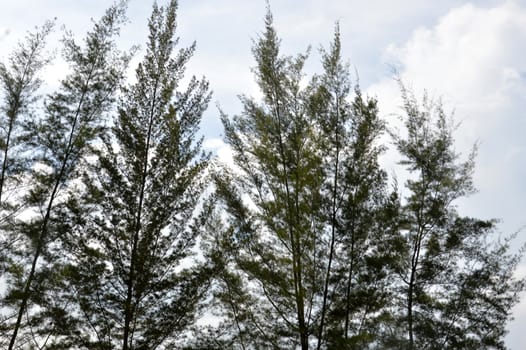 spruce with blue sky background