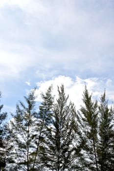 spruce with blue sky background