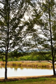 the pond on the park