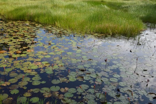 lotus has not been bloom in the pond