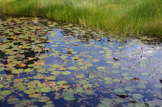 lotus has not been bloom in the pond