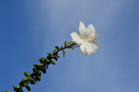 white hibiscus flower against blue sky