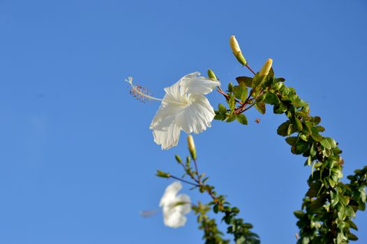 white hibiscus flower against blue sky