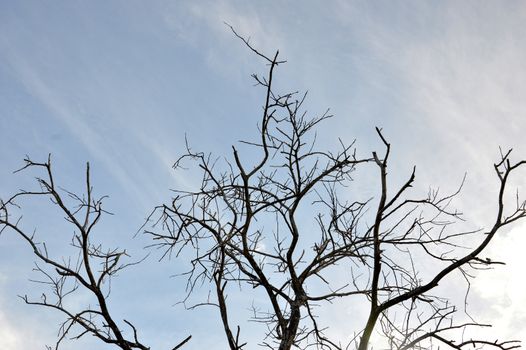 silhouette of trees with leafy dry