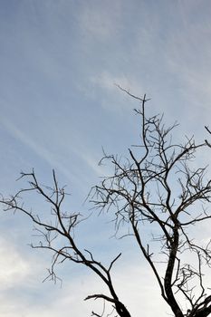 silhouette of trees with leafy dry