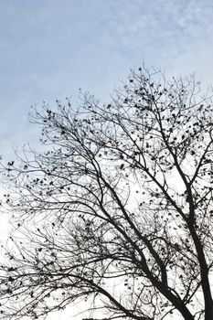 silhouette of trees with leafy dry