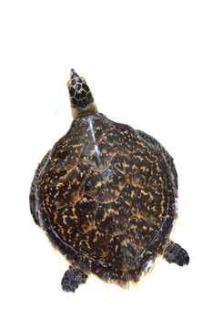 turtle preserved on the white wall