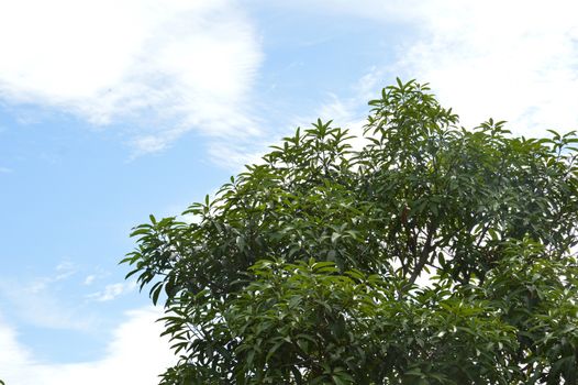 Terminalia catappa tree against the sjy