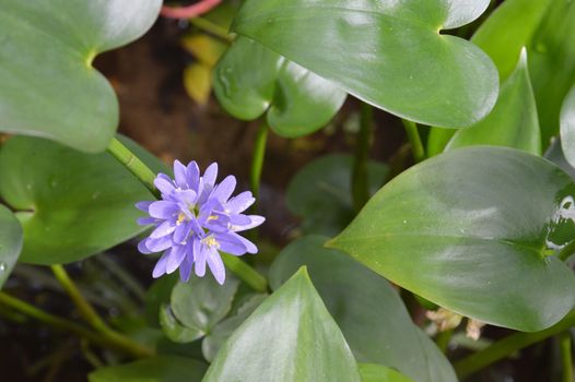 purple flower hyacinth