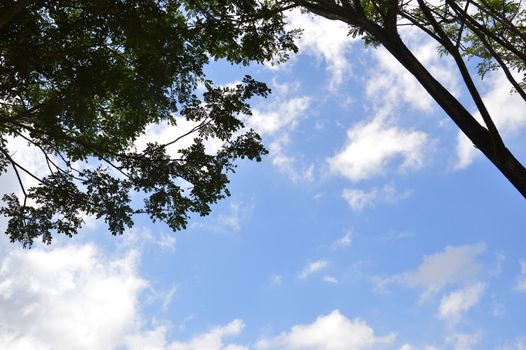 Terminalia catappa tree against the sjy