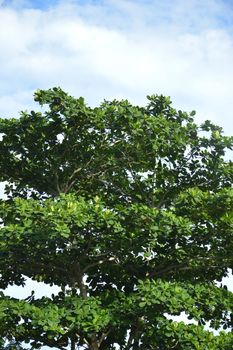 Terminalia catappa tree against the sjy