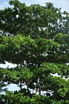 Terminalia catappa tree against the sjy