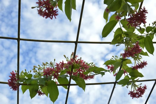 Pink coral vine or mexican creeper or chain of love flower