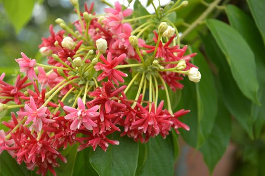 Pink coral vine or mexican creeper or chain of love flower