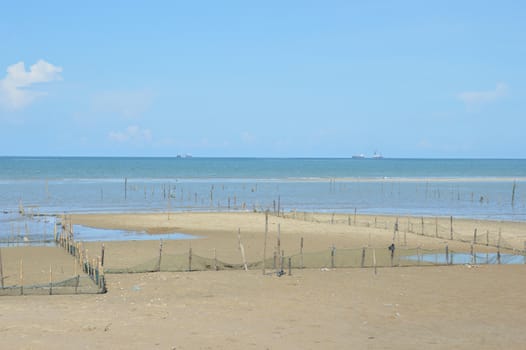 Kapah or shellfish farming at Amal beach Tarakan, Indonesia