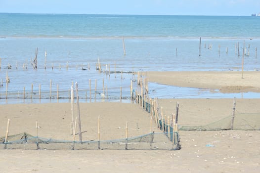 Kapah or shellfish farming at Amal beach Tarakan, Indonesia