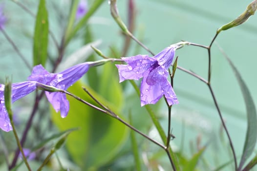 purple convolvulus sabatius