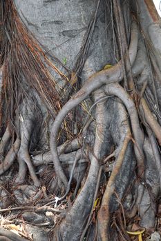 root of the tree background