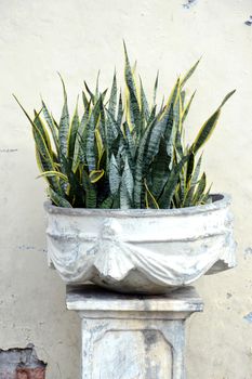 Striped Mother-in-law's Tongue's green leaf with golden edge (Sansevieria trifasciata cv.'Laurentii' )