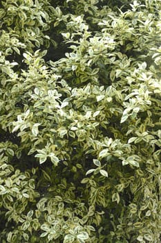 White Elm's variated leaves (Ulmus parvifolia 'Variegata')