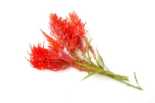 Red flowers on a white background.