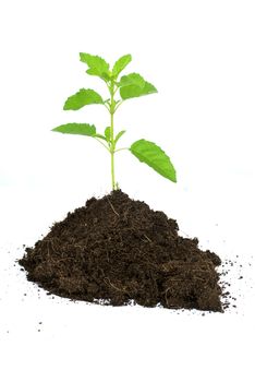 Good soil must be soil black.humus on white background.