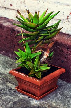 Transplant and care for house plants in spring