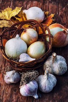 Garlic autumn harvest on wooden table