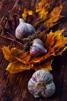 Garlic autumn harvest on wooden table