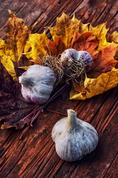 Garlic autumn harvest on wooden table