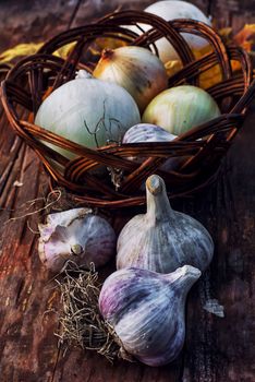 Garlic autumn harvest on wooden table