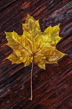 Symbols of autumn, fallen leaves, November