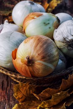 Autumn harvest of onions on a wooden table