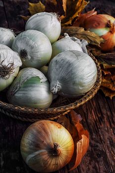 Autumn harvest of onions on a wooden table