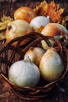 Autumn harvest of onions on a wooden table