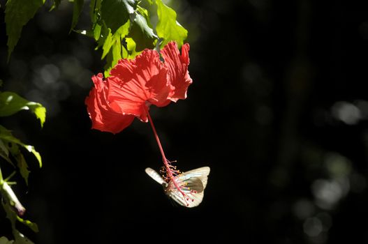 butterfly on the hibiscus flower