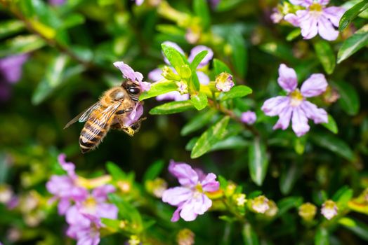 Macro shot of a bee eating pollen from a flower